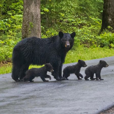Lazy Bear Lodge, Hot Tub, Resort Pool, Wifi, 1089 Free Tickets Each Paid Day, Dollywood And More Gatlinburg Exterior photo